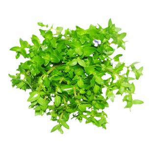 古法养鱼材料净化水质无泥水草造景套餐绿九冠绿菊蜈蚣草芙蓉浮萍