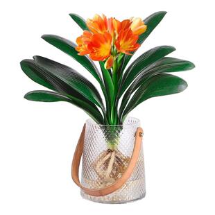 君子兰盆栽水培植物室内好养桌面净化空气绿植花卉四季常青水养