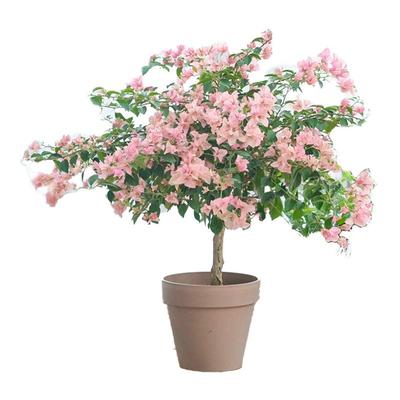 精品卡亚塔三角梅盆栽四季开花