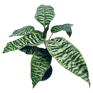 虎斑铁龙血树室内耐荫花叶阳台花园盆栽观叶植物粗生好养净化空气