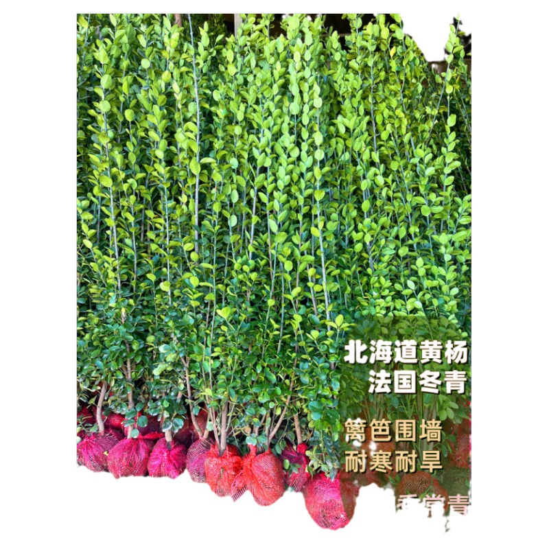 冬青树苗大叶北海道黄杨法国