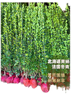 冬青树苗大叶北海道黄杨法国