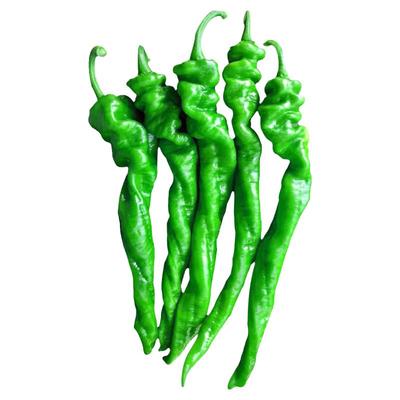 辣椒种子农科院高芽率易种蔬菜籽