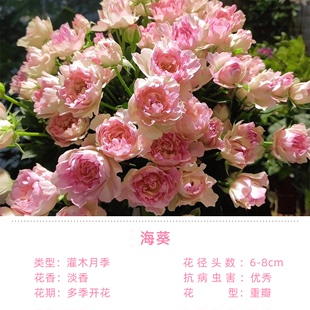 花苗带盆栽好四季 雷叔 女儿灌木月季 花园海葵海 开花花型独特