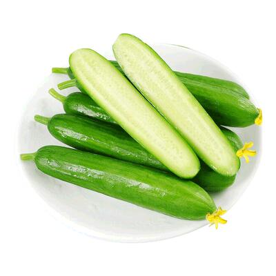 水果黄瓜10根，脆甜多汁！