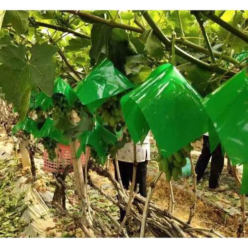 新疆包邮加厚葡萄伞罩无纺布袋葡萄袋子三色葡萄果袋套袋专用袋防