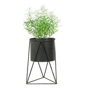 金叶子迷迭香香草植物可食用花卉园多年生常绿室内外庭院阳台盆栽