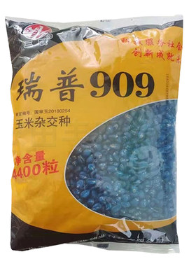 三联不开花高产玉米种子抗倒伏