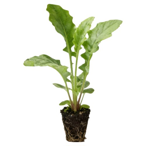 非洲菊桃熏花苗5颗扶郎花小苗高杆重瓣大花四季开花鲜切花