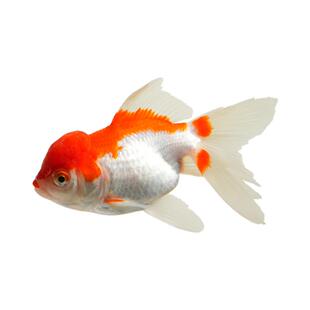 红国狮金鱼冷水鱼鸿运当头鹤顶鎏金金鱼苗狮子头好养耐活淡水金鱼