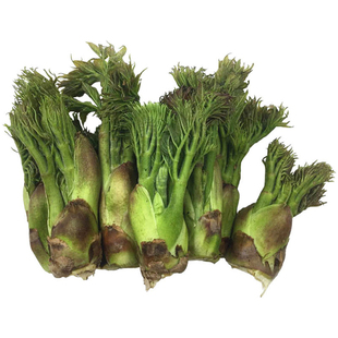 东北野菜刺老芽种子蕨菜山刺香椿嫩芽种籽苗食用盆栽春四季蔬菜籽