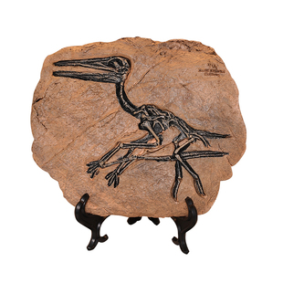 仿真考古恐龙化石标本摆件家居客厅酒柜书架装饰品霸王龙骨架模型