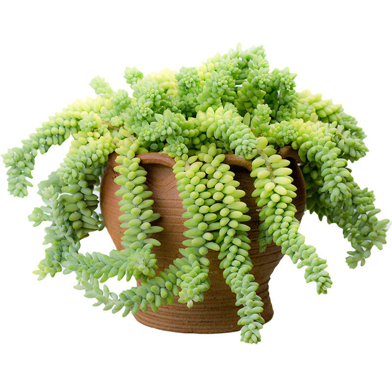 云南精品大盆老桩玉缀多肉植物组合盆栽特价清仓包邮含盆带土发货