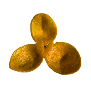 2025年新会东甲大红皮老树圈枝广东新会陈皮新鲜茶枝柑官方旗舰店