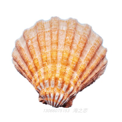 天然扇贝夏威夷贝扇贝