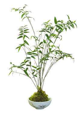 小叶米竹盆栽植物绿植