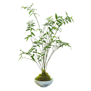 小叶米竹盆栽植物客厅办公室内好养花卉观叶绿植茶几桌面摆件盆景