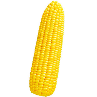 香粘糯黄玉米种子大棒糯黄玉米种籽早熟春夏秋季高产口感好苞叶绿