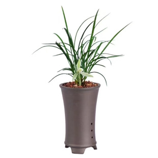 春兰老种素花铭品阿里山素兰花苗白雪冰心带花苞浓香型室内花卉