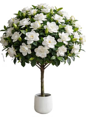 5A栀子花棒棒糖盆栽带花不活包补