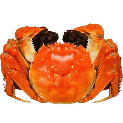 现货大闸蟹全母3.5两10只螃蟹