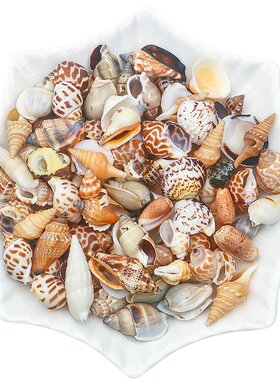 梦初手作天然海星贝壳diy饰品
