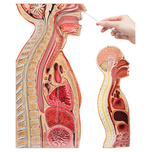 ENOVO颐诺人体矢状切面断层解剖模型腹膜脏器矢状位置关系胃管插管演示 气管胃管食管口插声乐气息教学讲解