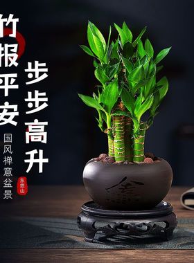 富贵竹室内招财绿植荷花竹土水培办公室盆栽卧室桌面植物四季常青