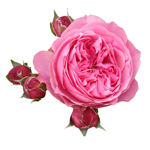 安吉拉藤本月季花大苗盆栽丰花多头阳台庭院爬藤蔷薇花苗多季开花