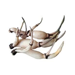 食用藕种藕苗莲藕种根苗荷花盆栽水养缸桶水田池塘高产莲藕苗种植