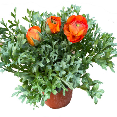 重瓣花毛茛芹叶牡丹植四季开花