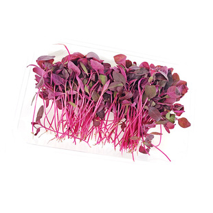 老一特卖新鲜火红苗斯卡纳苗1盒 西餐摆盘装饰安曼红苗