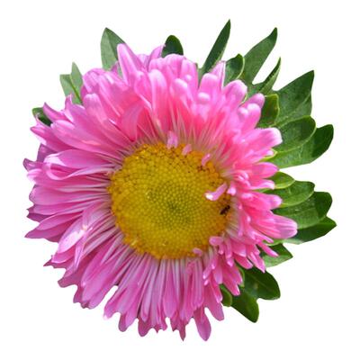 原厂彩包非洲菊盆栽混色花卉种子