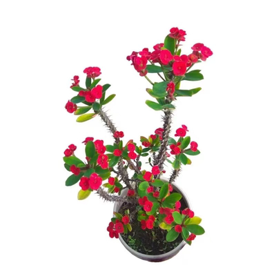 虎刺梅四季盆栽铁海棠花苗好养