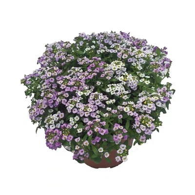 香雪球蜜源植物阳台花卉种子