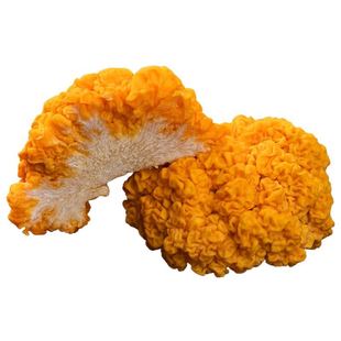 顺丰包邮新鲜金耳菌食用菌菇刺身火锅煲汤胶质满满高纤维0脂肪