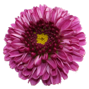 新鲜紫彩菊花15朵紫妍 纽扣小雏菊 西餐酒店餐饮蛋糕装饰鲜花点缀