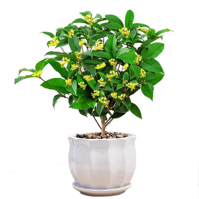 丹桂桂花树苗盆栽室内客厅阳台四季花卉植物浓香型嫁接四季桂金桂