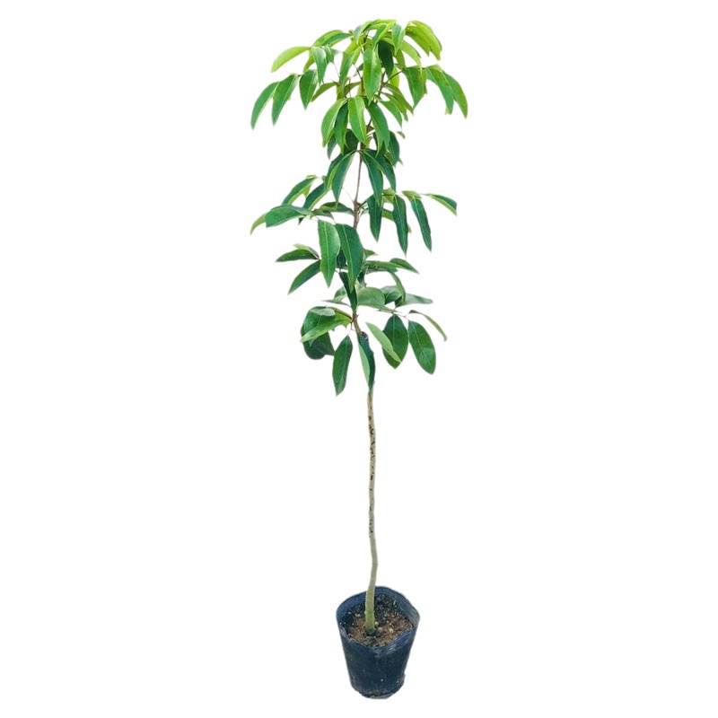 荔枝树苗包成活带土带叶发货