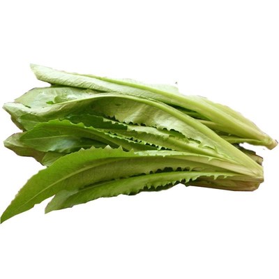 种籽油麦菜四季阳台盆栽