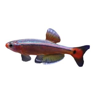 白云金丝鱼冷水鱼灯科鱼小型鱼原生鱼新手观赏鱼不加温不打氧好养