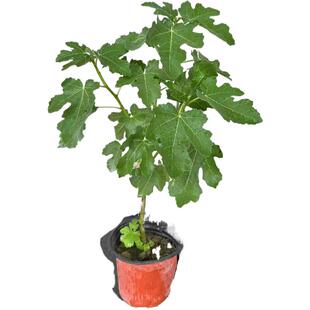 无花果树果苗特大果盆栽地栽波姬红无花果苗南北方种植青皮芭劳奈