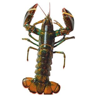 【活虾】波士顿龙虾鲜活大龙虾特大波龙奥龙加拿大澳洲海鲜小青龙