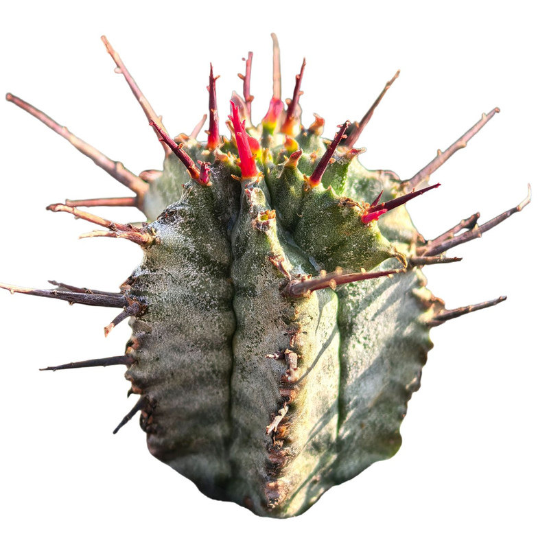 实生欧系强刺魁伟玉多肉植物大戟