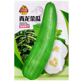 青龙菜瓜种子脆瓜梢瓜艮瓜阳台盆栽庭院农家作物疏蔬菜水果种籽孑