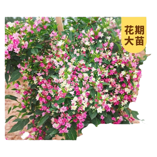 五彩锦带花树苗盆栽庭院大型耐寒旱风景树结香花院子围栏绿化树苗