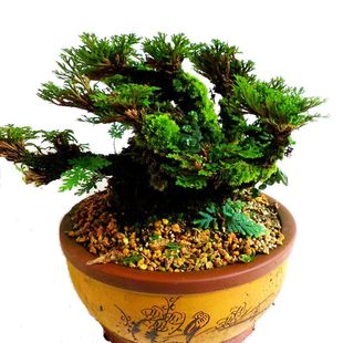 卷柏九死还魂草假山组合吸水石菖蒲桌面花卉植物微型盆景盆栽兰花