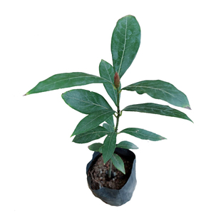 正宗名贵苗木 金丝楠木苗 正宗小叶桢楠紫楠苗庭院盆栽树广东发货