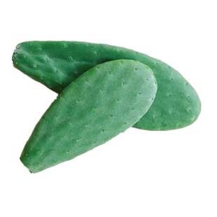 可食用仙人掌盆栽多肉植物米邦塔无刺桌面防辐射药用外敷种植好养