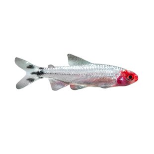 白金红鼻剪刀灯鱼活体小型热带淡水观赏鱼草缸灯鱼活体宠物群游鱼